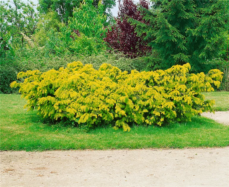 goldfruchtpalme chrysalidocarpus lutescens Goldfruchtpalme - Dypsis lutescens main image 1