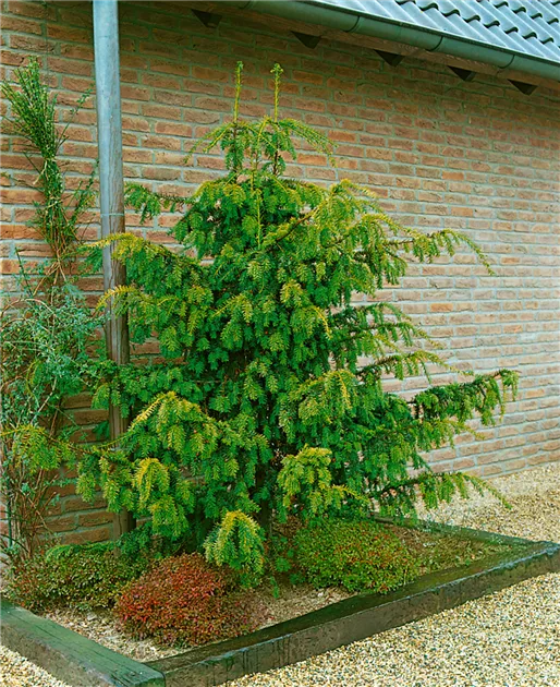 Taxus baccata 'Dovastonii Aurea', Gelbe Adlerschwingen-Eibe 'Dovastonii  Aurea' - Baumschule Ley