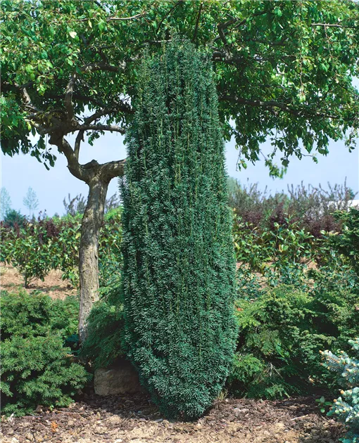 Taxus baccata 'Fastigiata Robusta', Schmale Suleneibe 'Fastigiata Robusta'  - Baumschule Ley