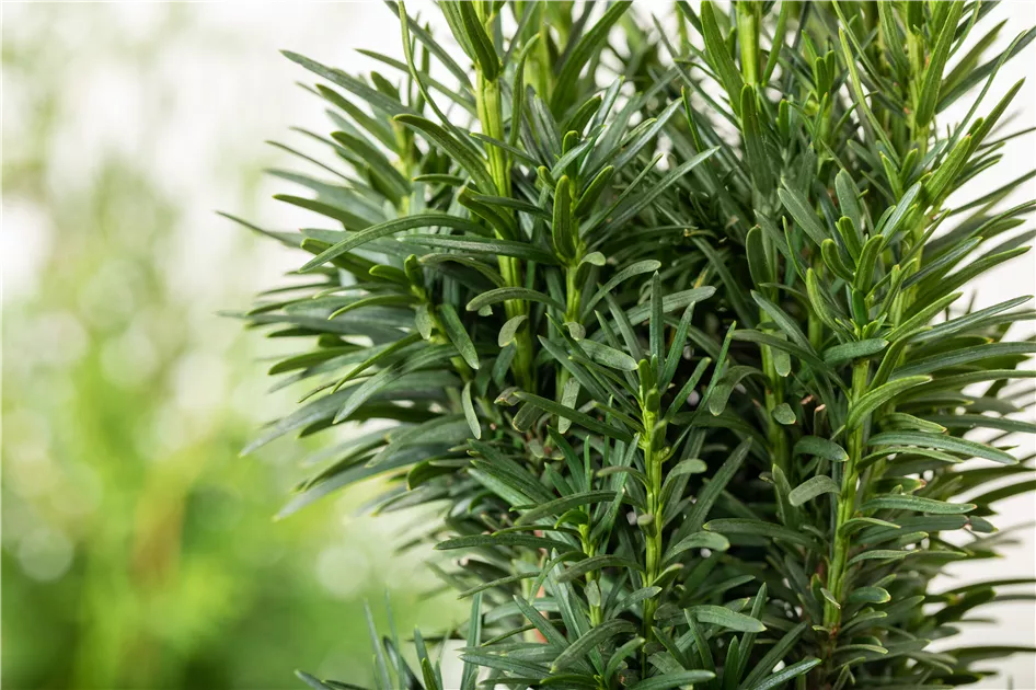 Taxus baccata 'Fastigiata Robusta', Schmale Suleneibe 'Fastigiata Robusta'  - Baumschule Ley