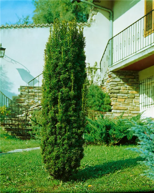 wisteria scientific name 5 JAPANESE WISTERIA Floribunda Flower Purple Ornamental Vine Climber Seeds