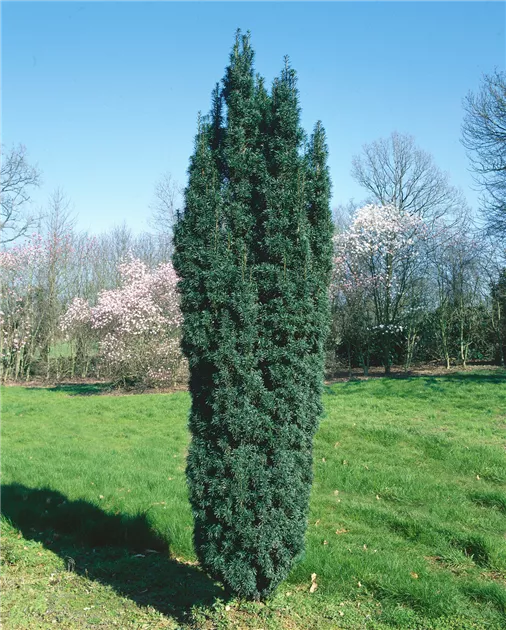 Taxus baccata 'Fastigiata', Suleneibe 'Fastigiata' - Baumschule Ley