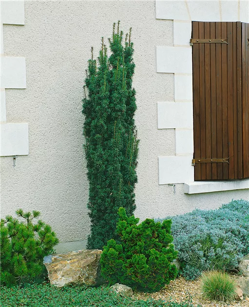 Taxus baccata 'Fastigiata', Suleneibe 'Fastigiata' - Baumschule Ley