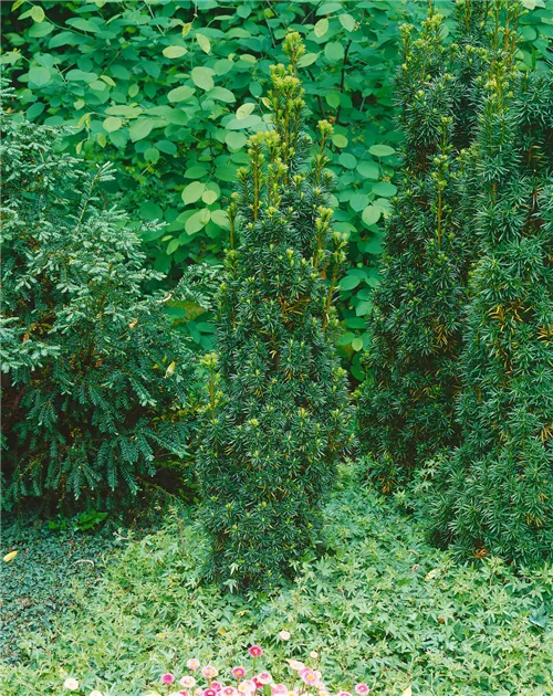 thujas smaragd Thuja occidentalis