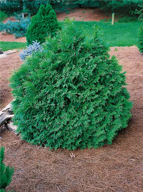 Thuja occidentalis 'Recurva Nana', Zwerg-Lebensbaum 'Recurva Nana' -  Baumschule Ley