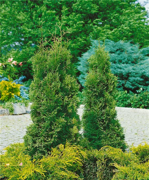 Thuja occidentalis 'Holmstrup', Abendl.Lebensbaum 'Holmstrup' - Baumschule  Ley