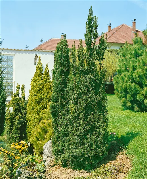 thuja smaragd 3m THUJA OCCIDENTALIS SMARAGD 140mm main image 0