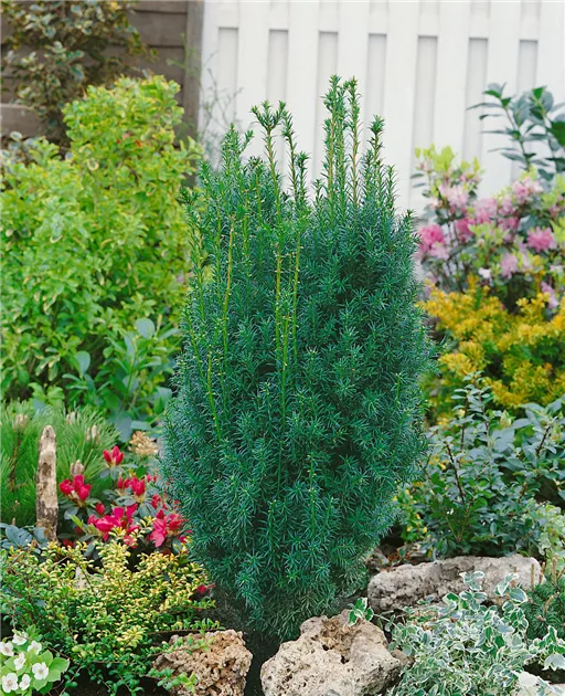 fargesia campbell robusta Fargesia robusta 'Green Screen' (Campbell Bamboo) – Dragonfly Farm & Nursery