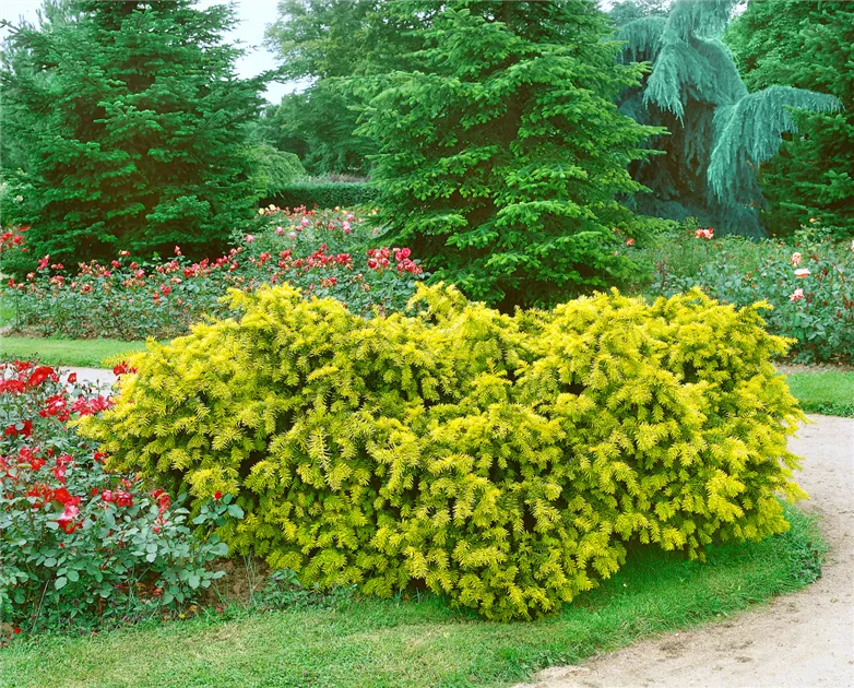 thuja occidentalis aurea Thuja occidentalis 'Danica Aurea' main image 1