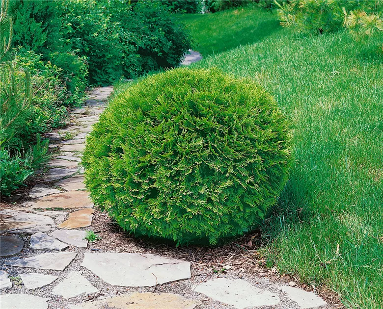 thuja hecke pflanzabstand Lebensbaum Thuja occidentalis Smaragd Pflanzen-Set 17cm kaufen
