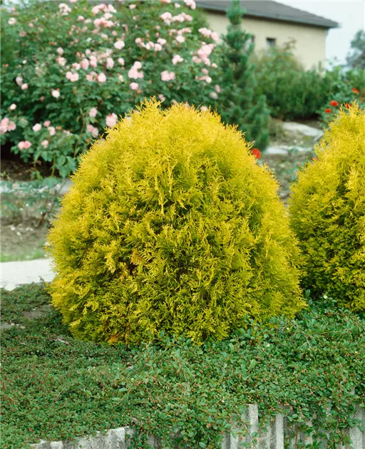 kumquat zimmerpflanze Kumquatbaum 