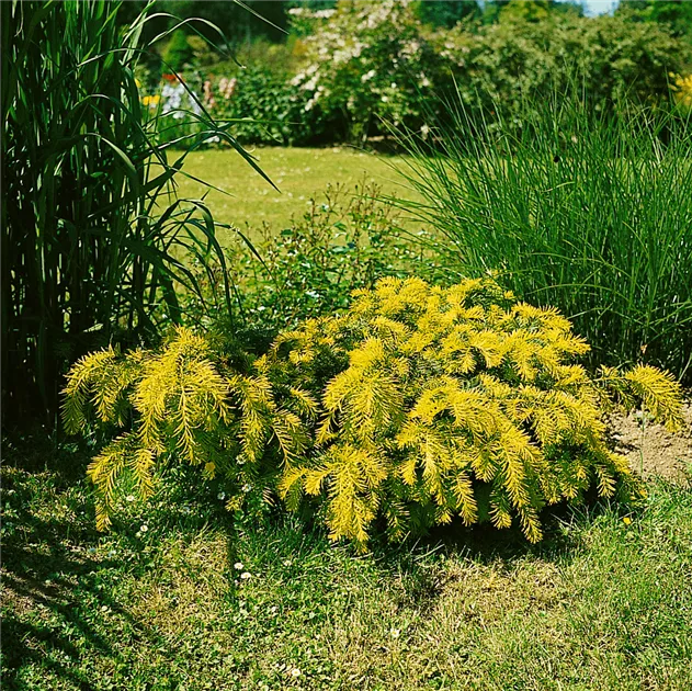 Taxus baccata 'Semperaurea', Goldene Straucheibe 'Semperaurea' - Baumschule  Ley