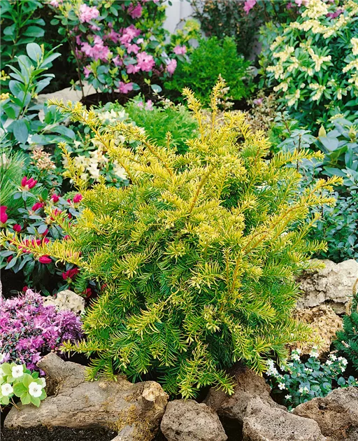 Taxus baccata 'Semperaurea', Goldene Straucheibe 'Semperaurea' - Baumschule  Ley