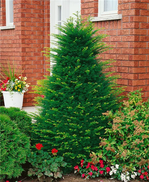 eibe hixi Becher-Eibe Hicksii (Taxus media 'Hicksii') - Mit Beeren | 80-100 cm mit  Wurzelballen