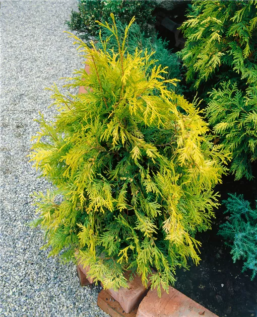Thuja occidentalis 'Sunkist', Lebensbaum 'Sunkist' - Baumschule Ley