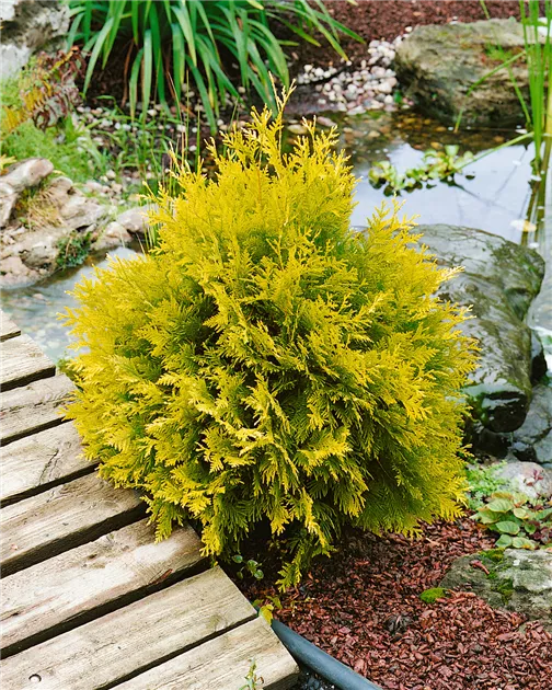 Thuja occidentalis 'Sunkist', Lebensbaum 'Sunkist' - Baumschule Ley