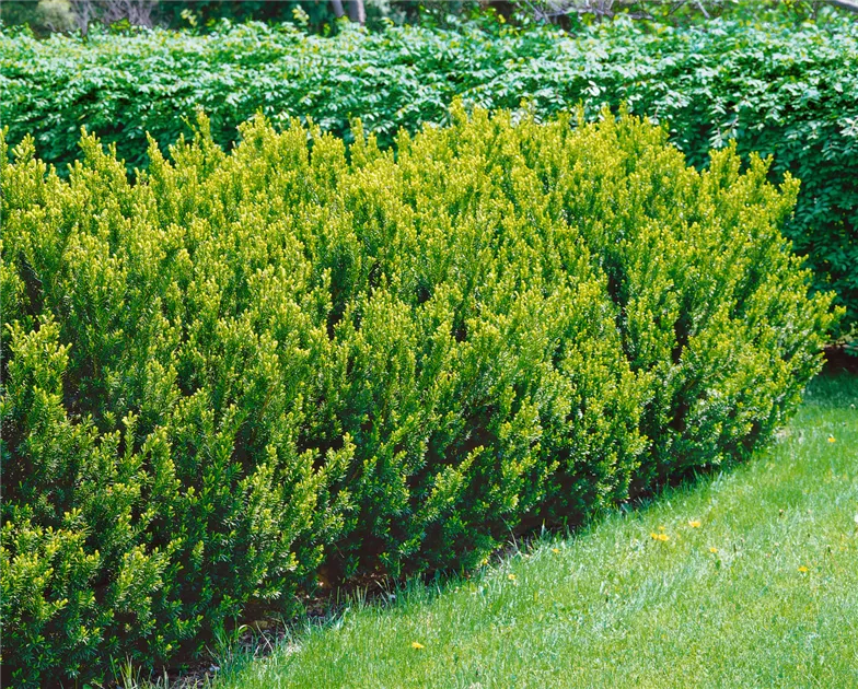 Taxus cuspidata 'Nana', Japanische Zwergeibe 'Nana' - Baumschule Ley