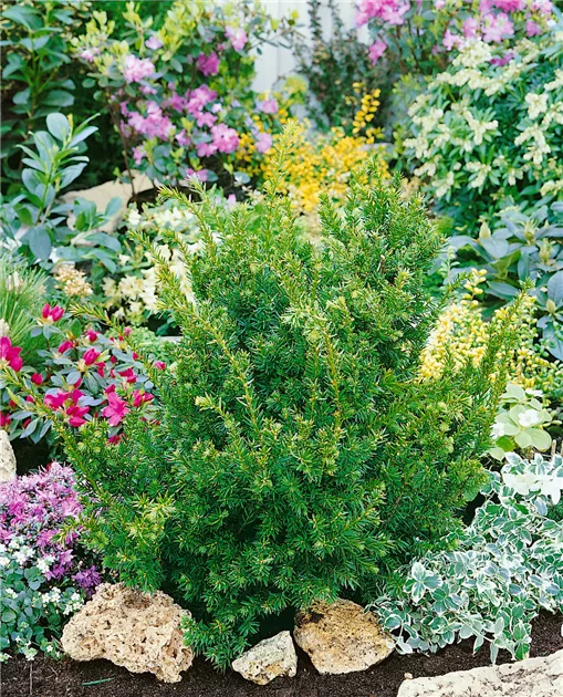 Taxus cuspidata 'Nana', Japanische Zwergeibe 'Nana' - Baumschule Ley