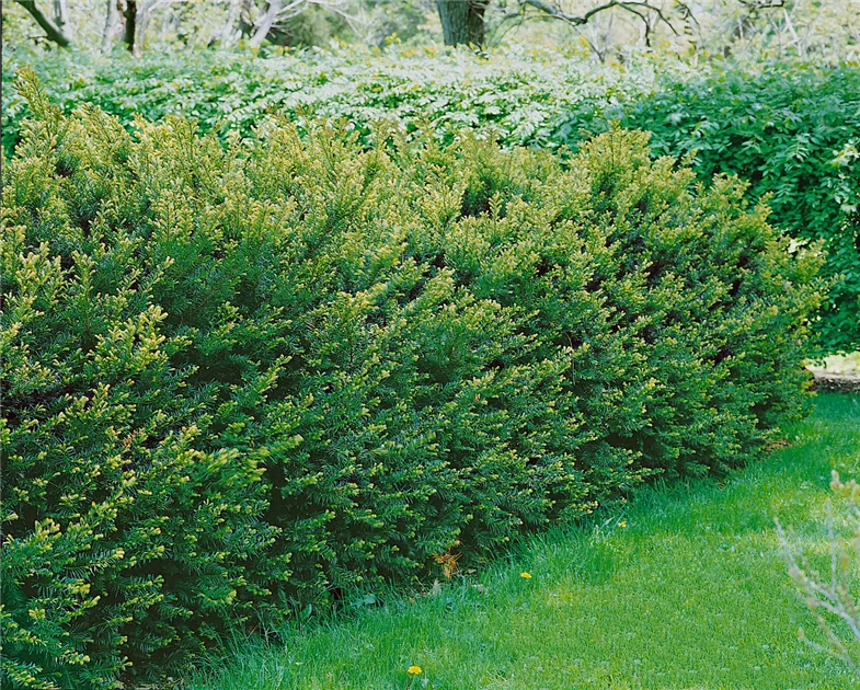 thuja occidentalis brabant 180-200 cm Thuja "Brabant" (180 - 200cm) als krftige Topfware