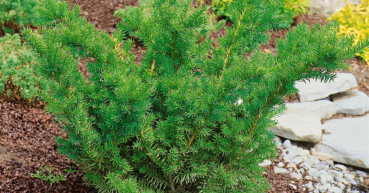 thuja smaragd container Thuja occidentalis 'Brabant' - Container
