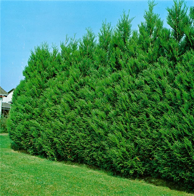 Thuja plicata 'Atrovirens', Grner Riesen-Lebensbaum 'Atrovirens' -  Baumschule Ley