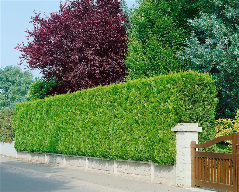 Thuja plicata 'Atrovirens', Grner Riesen-Lebensbaum 'Atrovirens' -  Baumschule Ley