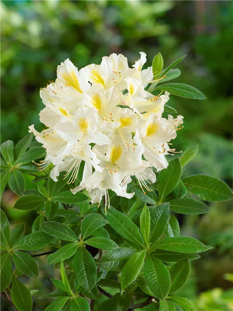 Rhododendron occidentale 'Cinzia', Westliche-Azalee 'Cinzia' - Baumschule  Ley