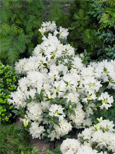 flowering schefflera plant Arboricola Trinette  Variegated Schefflera Plant for Sale  Tropical Plants  of Florida