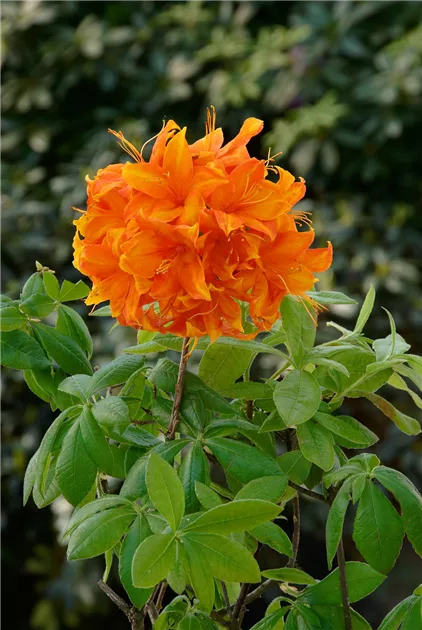 Rhododendron luteum, orange, Laubabwerfende Azalee - Baumschule Ley
