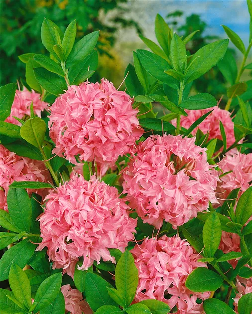 Rhododendron luteum 'Homebush', Sommergrne Azalee 'Homebush' - Baumschule  Ley