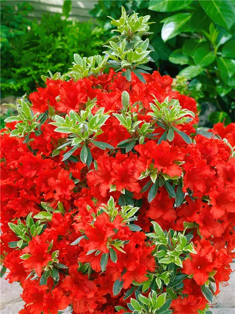 Rhododendron obtusum, rot, Japanische Azalee - Baumschule Ley