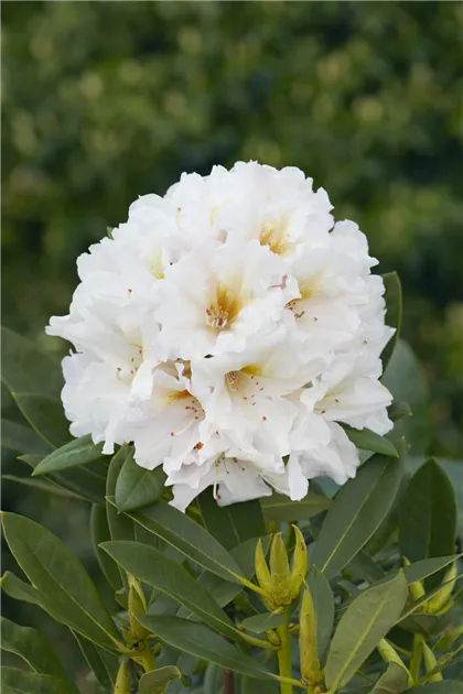 Rhododendron, wei, Kalktoleranter Rhododendron - Baumschule Ley