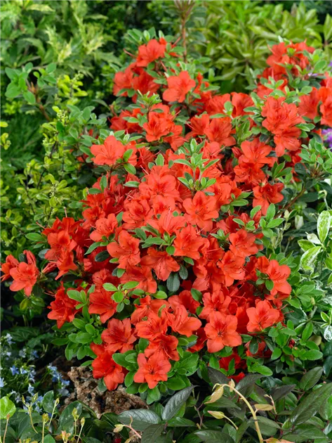 roter rhododendron kaufen Bonsai Rhododendron indicum 'Benibeni'