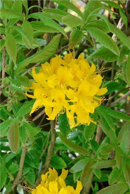 rhododendron lateinischer name Rhododendron intermedium 'Flore Pleno' - Herrenkamper Grten