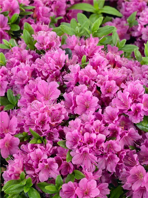 Rhododendron obtusum, lila, Japanische Azalee - Baumschule Ley