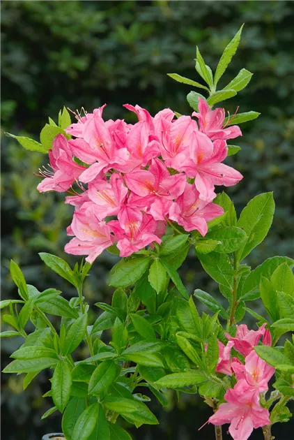 Rhododendron luteum, rosa, Laubabwerfende Azalee - Baumschule Ley