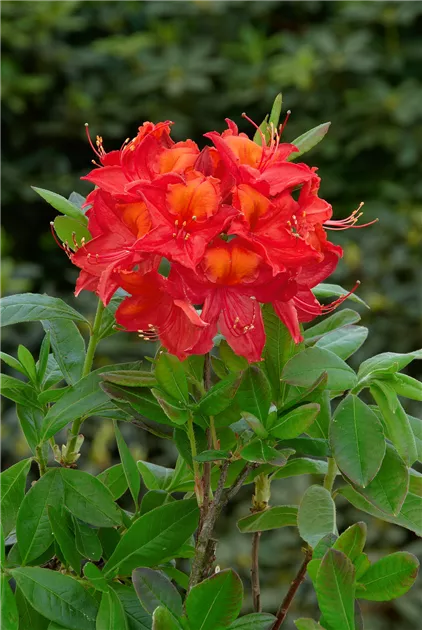 Rhododendron luteum, rot, Laubabwerfende Azalee - Baumschule Ley