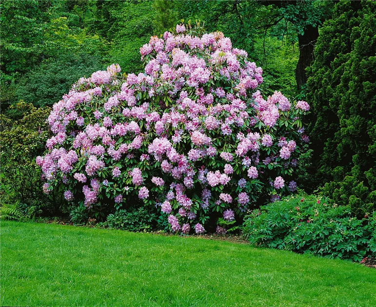 Rhododendron catawbiense, Catawba-Rhododendron - Baumschule Ley