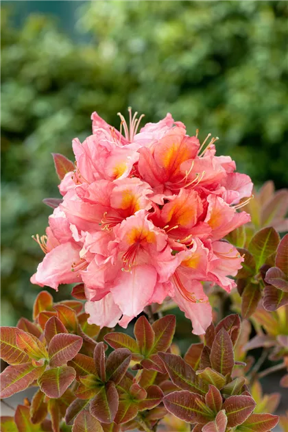 Rhododendron luteum 'Berryrose', Sommergrne Azalee 'Berryrose' -  Baumschule Ley