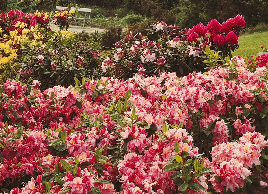 Rhododendron luteum 'Berryrose', Sommergrne Azalee 'Berryrose' -  Baumschule Ley