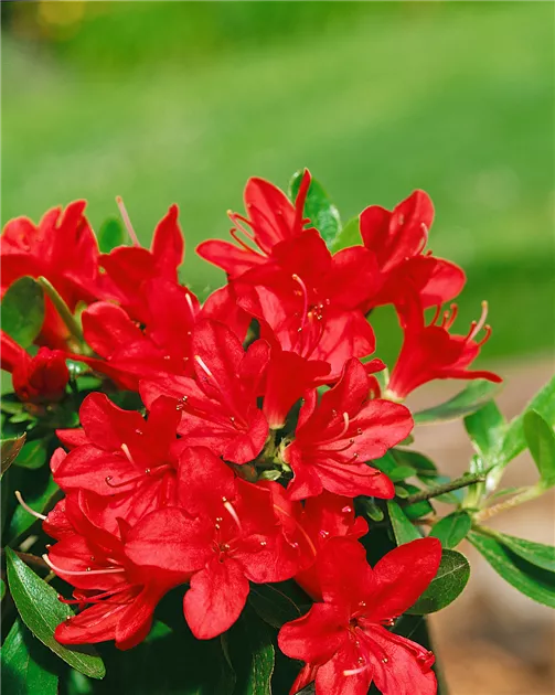 Rhododendron obtusum, rot, Japanische Azalee - Baumschule Ley
