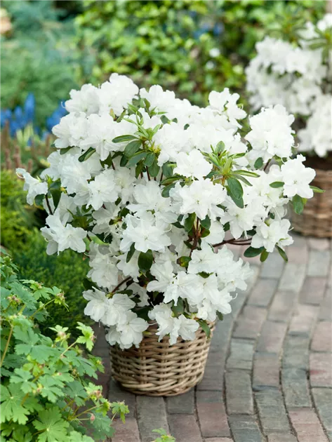 Rhododendron obtusum, wei, Japanische Azalee - Baumschule Ley