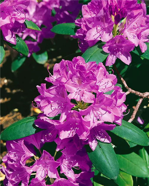 Rhododendron catawbiense 'Grandiflorum', Catawba-Rhododendron 'Grandiflorum'  - Baumschule Ley