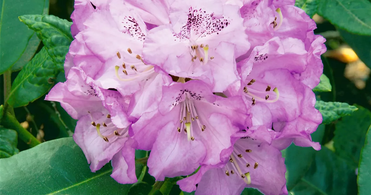 Rhododendron campanulatum aeruginosum, Rhododendron - Baumschule Ley