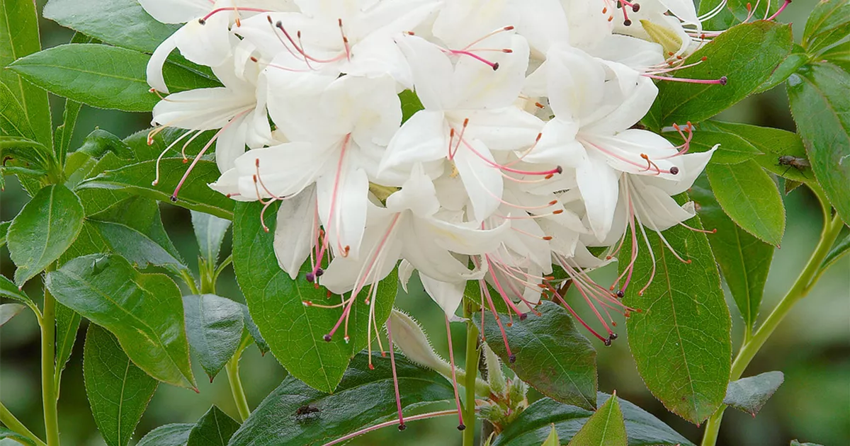 Rhododendron luteum 'Whitethroat', Sommergrne Azalee 'Whitethroat' -  Baumschule Ley