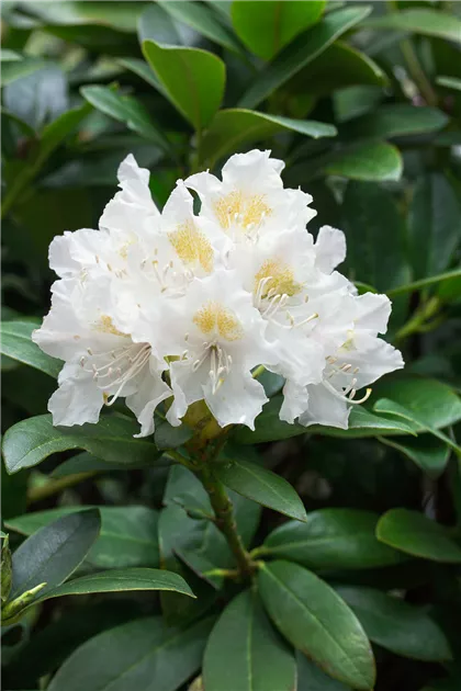 White Rhododendron Rhododendron 6er Mischung Lila, Weiß, Rosa