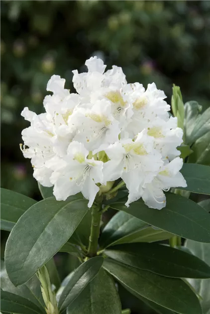rhododendron simsii giftig Azalee 'Flandresse' main image 1