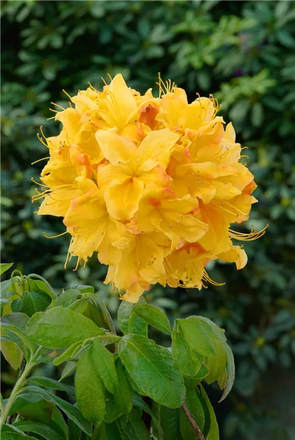 Rhododendron luteum, gelb, Laubabwerfende Azalee - Baumschule Ley