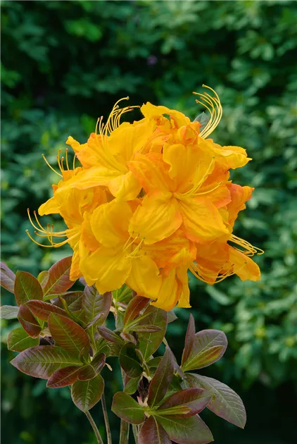 Rhododendron luteum 'Klondyke', Sommergrne Azalee 'Klondyke' - Baumschule  Ley