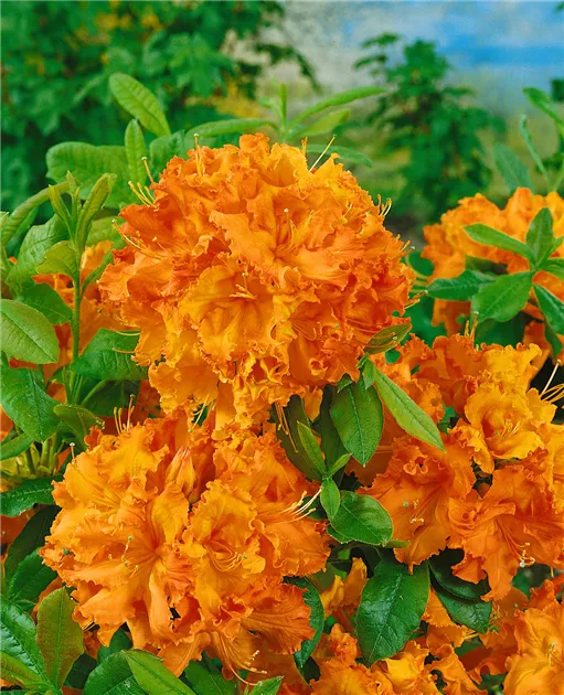 Rhododendron luteum, orange, Laubabwerfende Azalee - Baumschule Ley